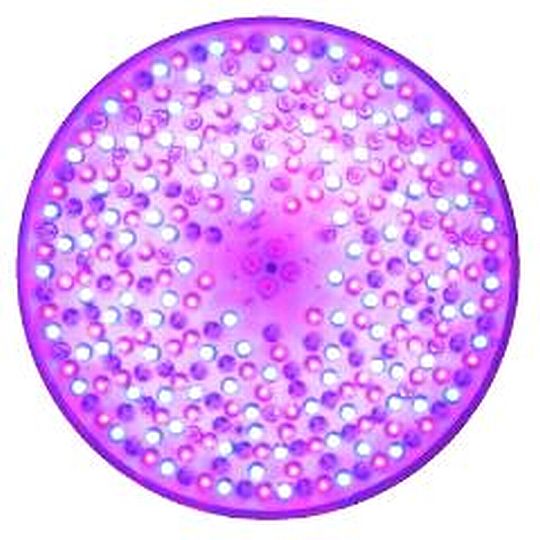 נורת LED איכותית תוצרת SPECTRAVISION