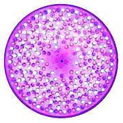 נורת LED איכותית תוצרת SPECTRAVISION